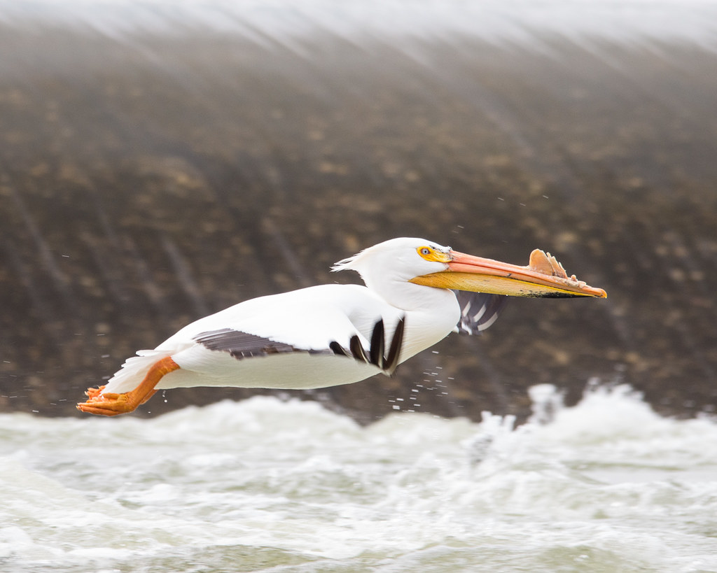 White pelican