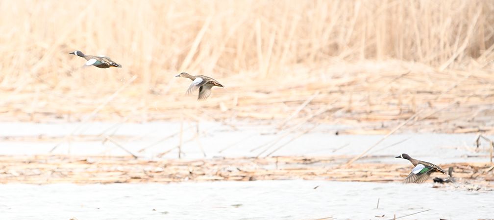 Blue-winged teal, Grimsby Wetlands, ducks, Hamilton Naturalists Club, Grimsby, wetlands, lagoons, biodiversity, natural systems, access to nature, near urban nature