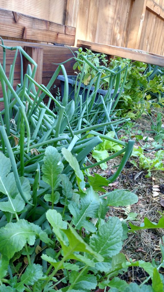 Colorado Cold Frames